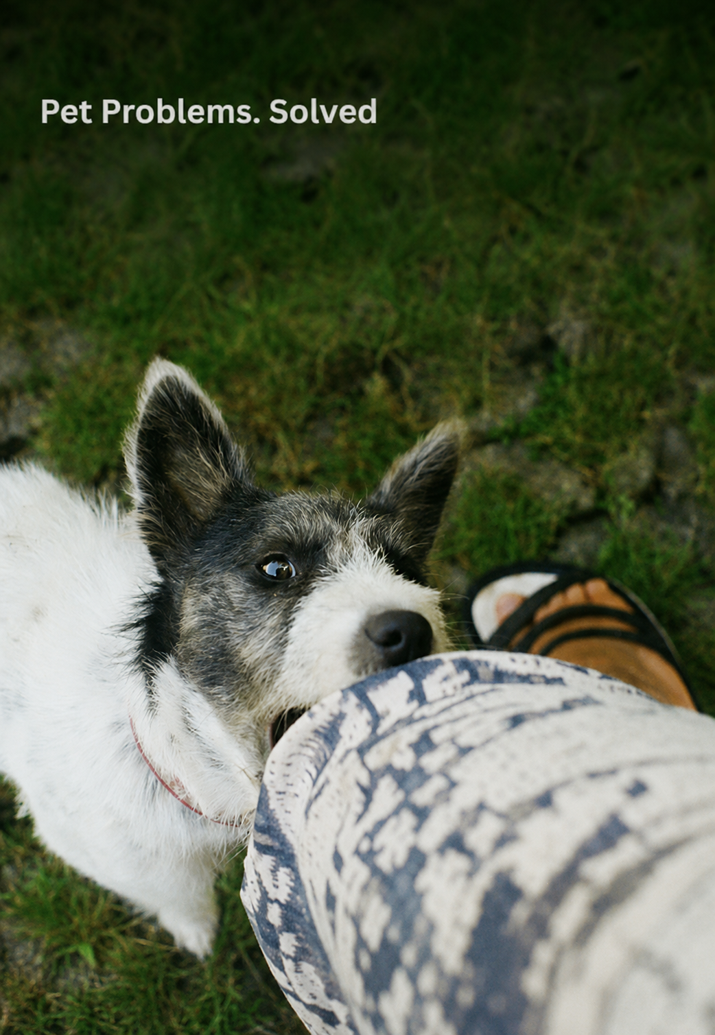 Guides For Pet Owners