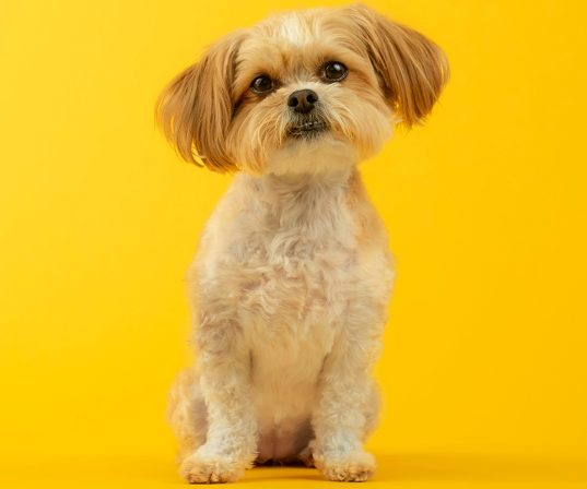 Puppy Survival Guide
