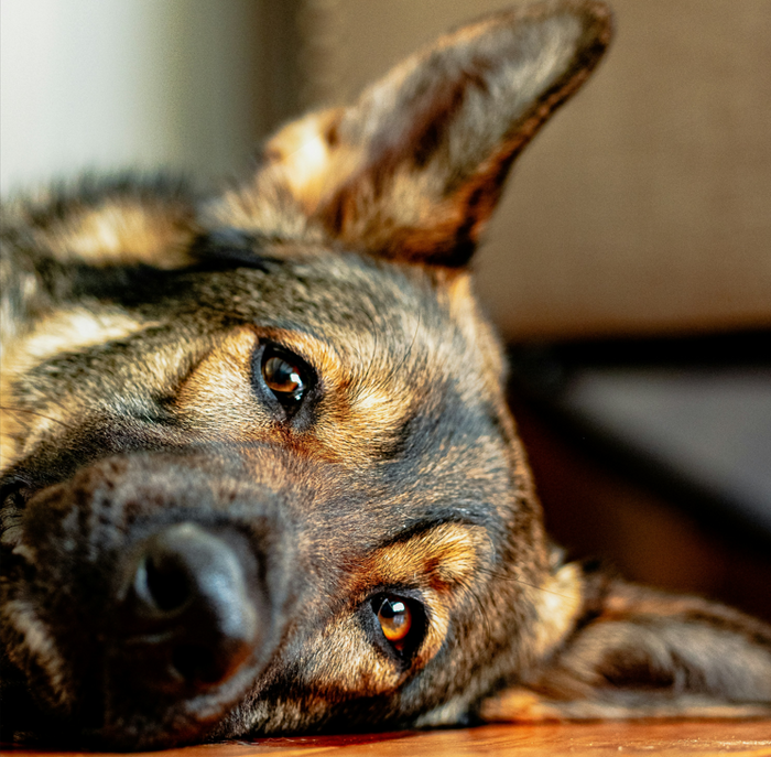 Stop Separation Anxiety in Dogs