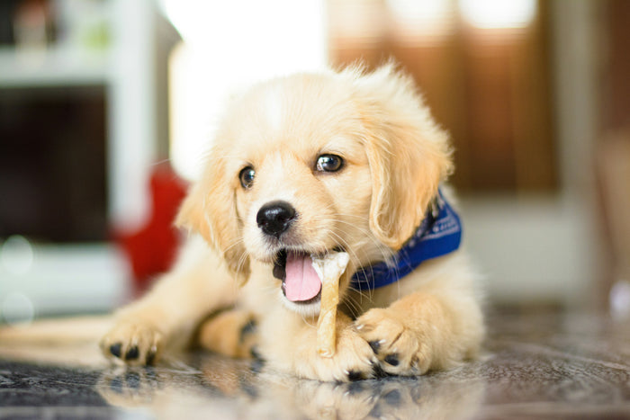 100 experiences Your Puppy Needs